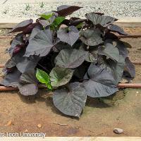 Ipomoea x batatas (Sweet Potato Vine)