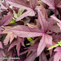 Ipomoea x batatas (Sweet Potato Vine)