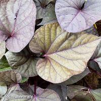 Ipomoea x batatas (Sweet Potato Vine)