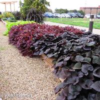 Ipomoea x batatas (Sweet Potato Vine)