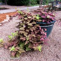 Ipomoea x batatas (Sweet Potato Vine)