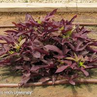 Ipomoea x batatas (Sweet Potato Vine)