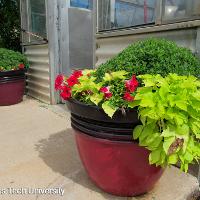 Ipomoea x batatas (Sweet Potato Vine)