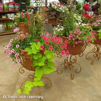 Ipomoea x batatas (Sweet Potato Vine)