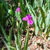 Iris x germanica (German Iris)