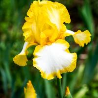 Iris x germanica (German Iris)