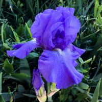 Iris x germanica (German Iris)