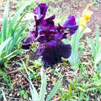 Iris x germanica (German Iris)