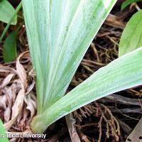 Iris x germanica (German Iris)