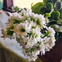 Kalanchoe blossfeldiana (Kalanchoe)