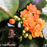 Kalanchoe blossfeldiana (Kalanchoe)