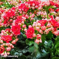 Kalanchoe blossfeldiana (Kalanchoe)