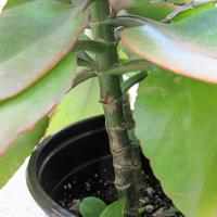 Kalanchoe blossfeldiana (Kalanchoe)