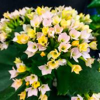 Kalanchoe blossfeldiana (Kalanchoe)