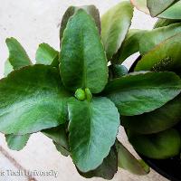 Kalanchoe blossfeldiana (Kalanchoe)