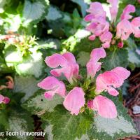 Lamium maculatum (Spotted Deadnettle)