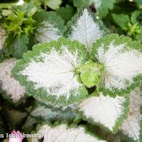 Lamium maculatum (Spotted Deadnettle)