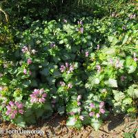 Lamium maculatum (Spotted Deadnettle)