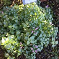 Lamium maculatum (Spotted Deadnettle)