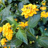 Lantana camara (Lantana)