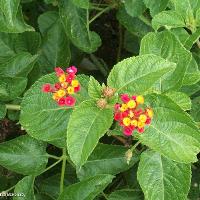 Lantana camara (Lantana)