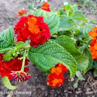 Lantana camara (Lantana)