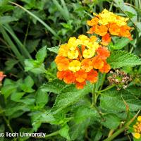 Lantana camara (Lantana)