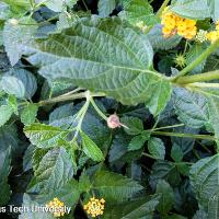 Lantana camara (Lantana)