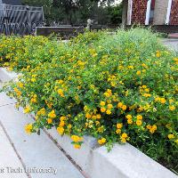 Lantana camara (Lantana)
