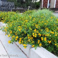 Lantana camara (Lantana)