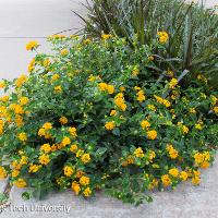 Lantana camara (Lantana)