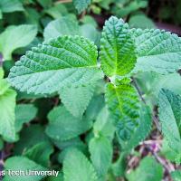 Lantana montevidensis (Trailing Lantana)