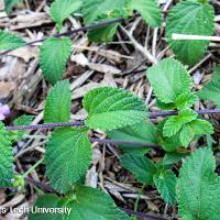 Lantana montevidensis (Trailing Lantana)