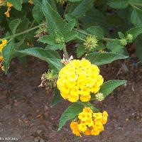 Lantana montevidensis (Trailing Lantana)