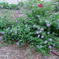 Lantana montevidensis (Trailing Lantana)