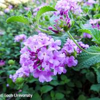 Lantana montevidensis (Trailing Lantana)