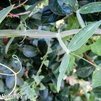 Lathyrus odoratus (Sweet Pea)