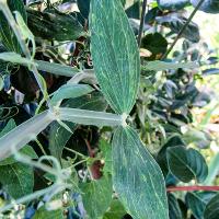 Lathyrus odoratus (Sweet Pea)