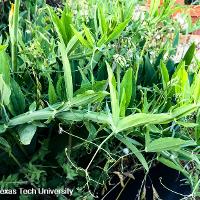 Lathyrus odoratus (Sweet Pea)