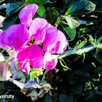 Lathyrus odoratus (Sweet Pea)