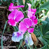 Lathyrus odoratus (Sweet Pea)