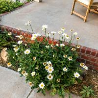 Leucanthemum x superbum (Shasta Daisy)
