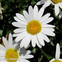 Leucanthemum x superbum (Shasta Daisy)