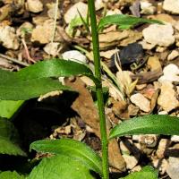 Leucanthemum x superbum (Shasta Daisy)