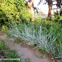 Leymus arenarius ‘Blue Dune’ (Blue Dune Lyme Grass)