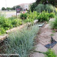 Leymus arenarius ‘Blue Dune’ (Blue Dune Lyme Grass)