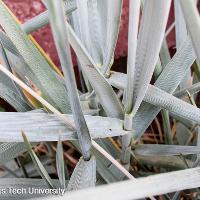 Leymus arenarius ‘Blue Dune’ (Blue Dune Lyme Grass)