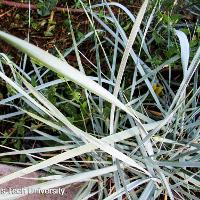 Leymus arenarius ‘Blue Dune’ (Blue Dune Lyme Grass)