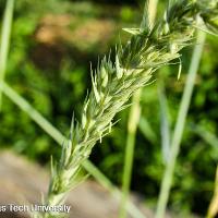 Leymus arenarius ‘Blue Dune’ (Blue Dune Lyme Grass)