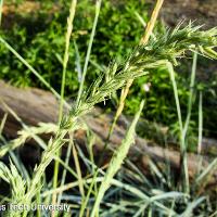 Leymus arenarius ‘Blue Dune’ (Blue Dune Lyme Grass)